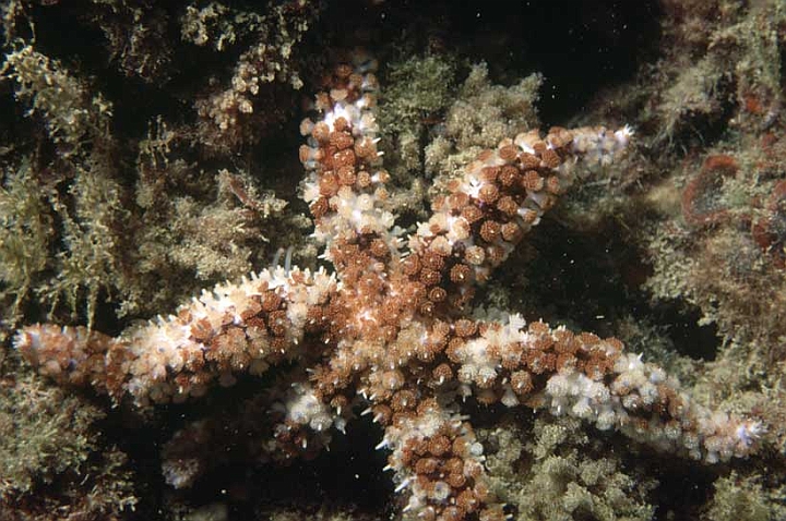 10 Coscinasterias tenuispina.jpg - Da sei a nove braccia di lunghezza diseguale... 
